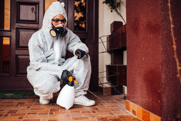 Attic and Crawl Space Rodent Treatment in Tehachapi