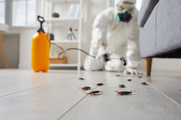 Commercial Rodent Management in Tehachapi